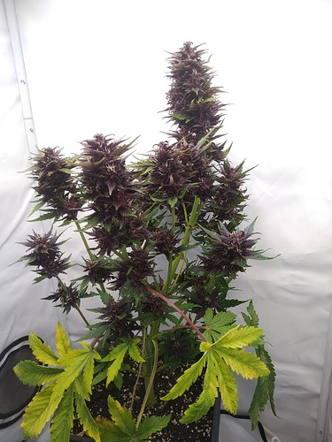 Growreport Bild 3