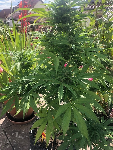Growreport Bild 1