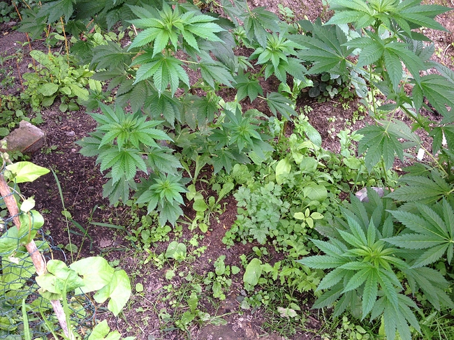 Growreport Bild 21