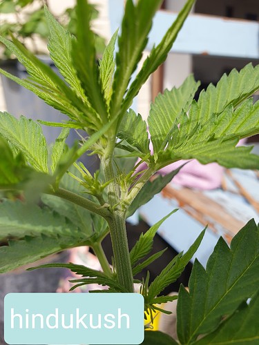 Growreport Bild 5