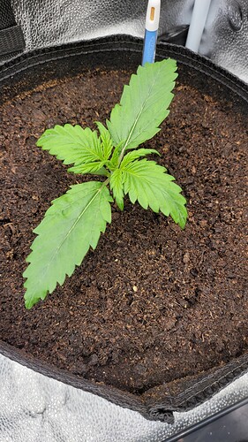Growreport Bild 123