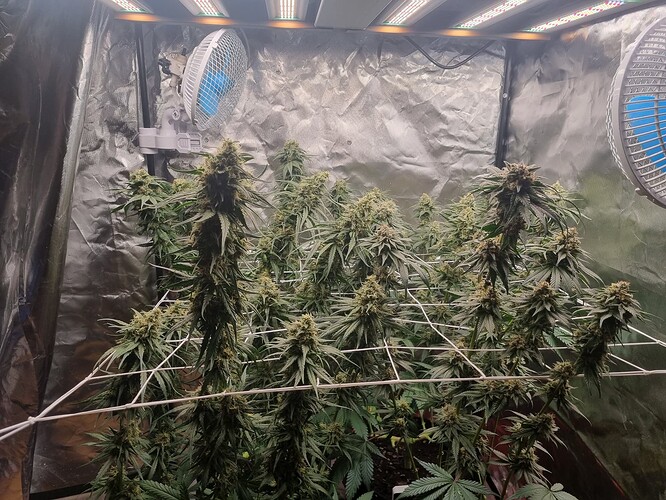 Growreport Bild 6
