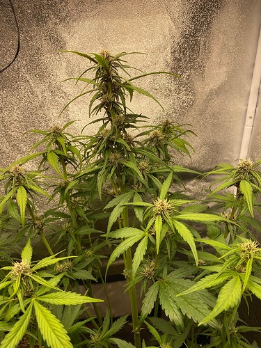 Growreport Bild 13