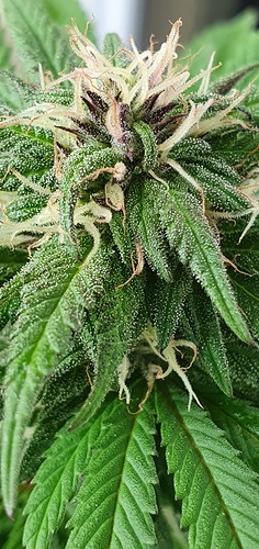Growreport Bild 10
