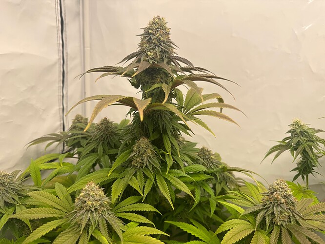Growreport Bild 11