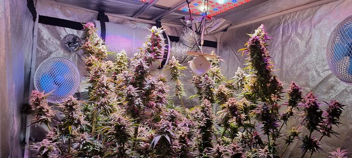 Growreport Bild 40