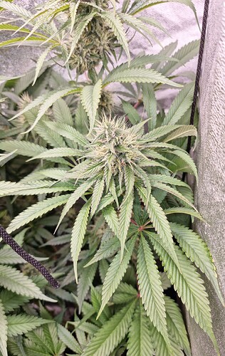 Growreport Bild 7