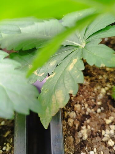 Growreport Bild 4