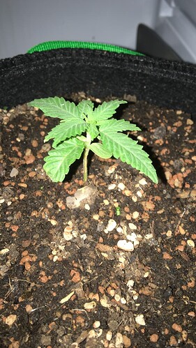 Growreport Bild 2