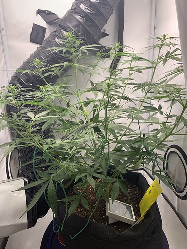 Growreport Bild 19
