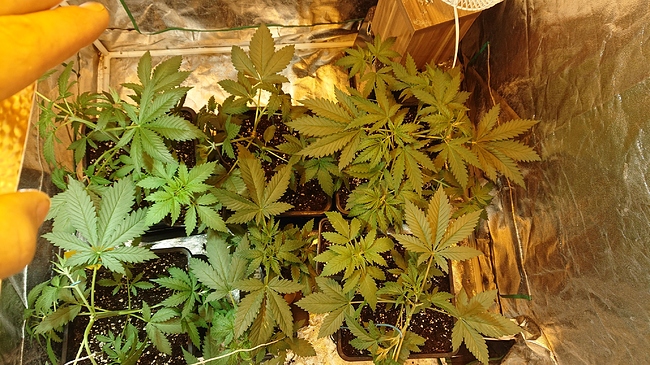Growreport Bild 2