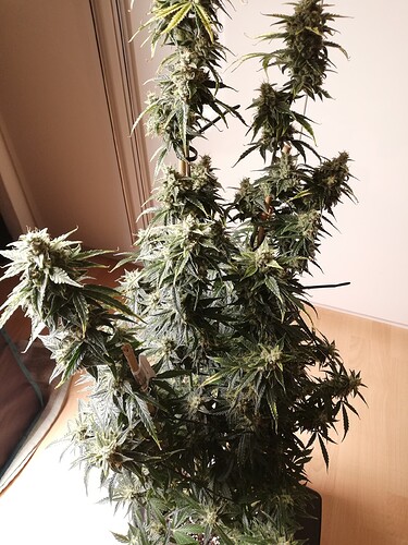 GG#1_240104-4