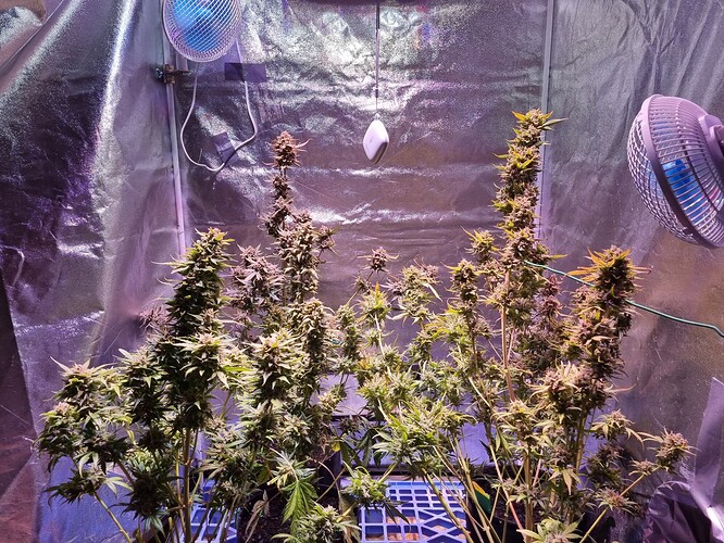 Growreport Bild 4