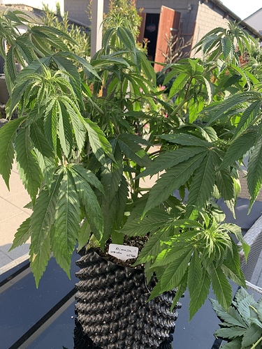 Growreport Bild 2