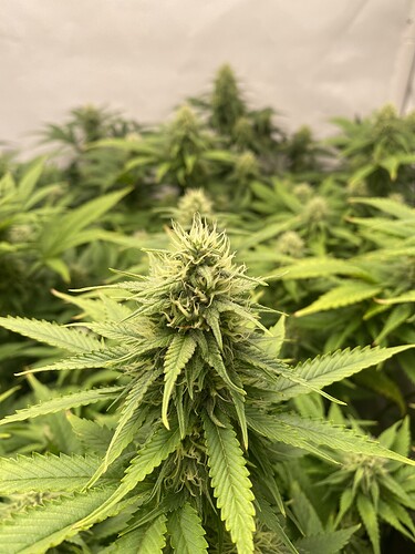 Growreport Bild 3