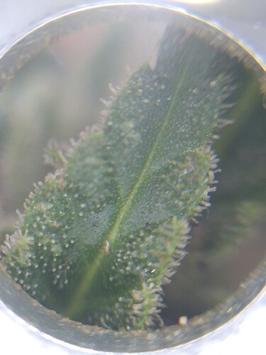 Growreport Bild 1