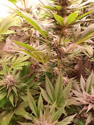Growreport Bild 17