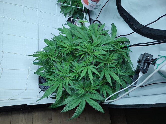 Growreport Bild 5