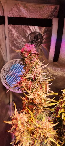 Growreport Bild 48