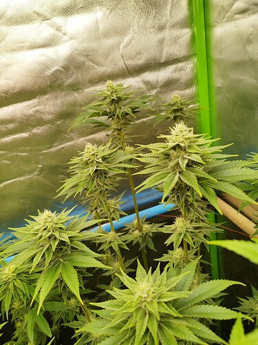 Growreport Bild 10