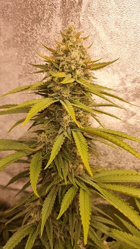 Growreport Bild 9
