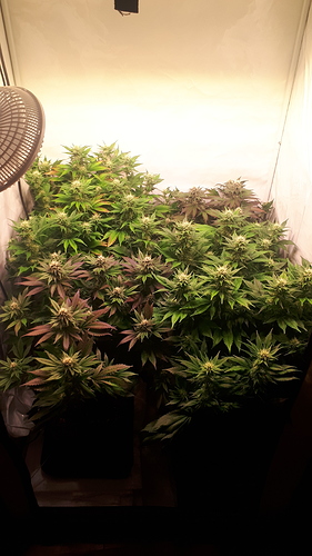 Growreport Bild 1
