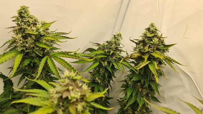 Growreport Bild 7