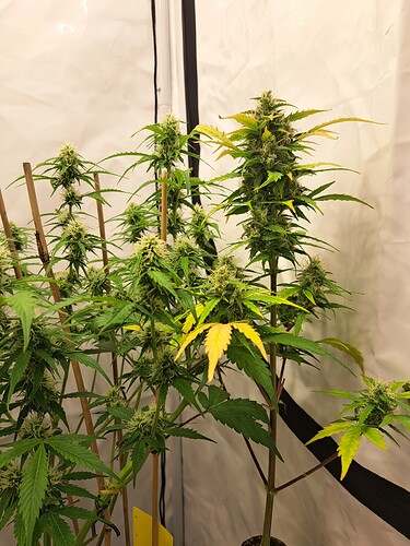 Growreport Bild 57