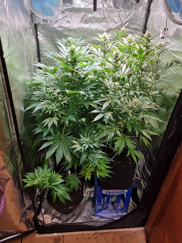 Growreport Bild 14