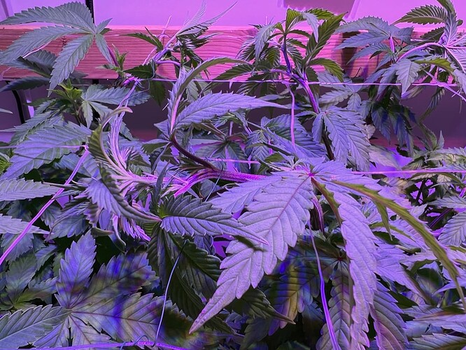 Growreport Bild 13