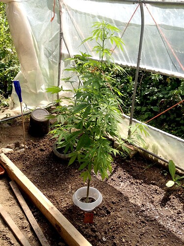 Growreport Bild 19