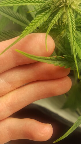 Growreport Bild 7