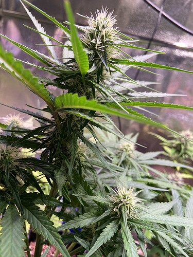 Growreport Bild 4