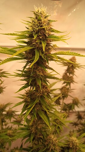 Growreport Bild 63