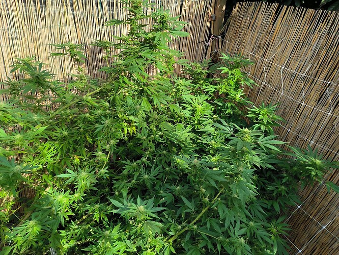 Growreport Bild 1