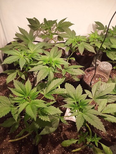Growreport Bild 11