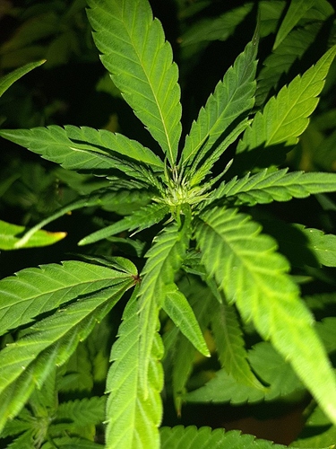 Growreport Bild 15