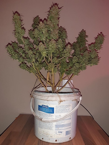 Growreport Bild 7