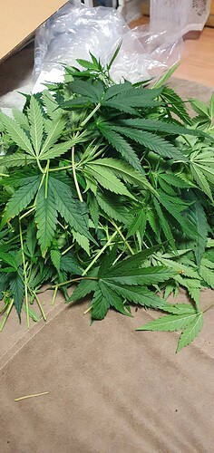 Growreport Bild 5