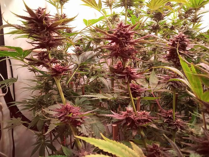 Growreport Bild 86