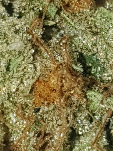 Growreport Bild 20