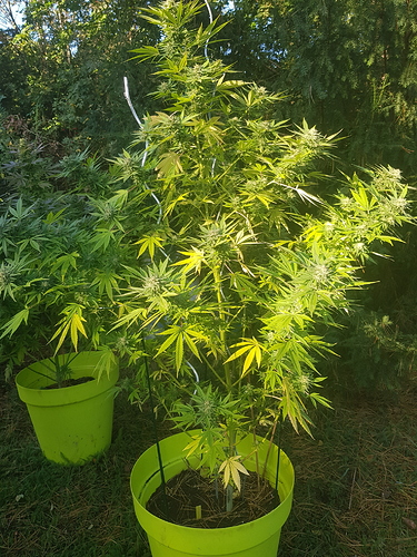 Growreport Bild 22