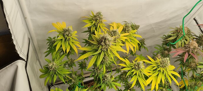 Growreport Bild 12