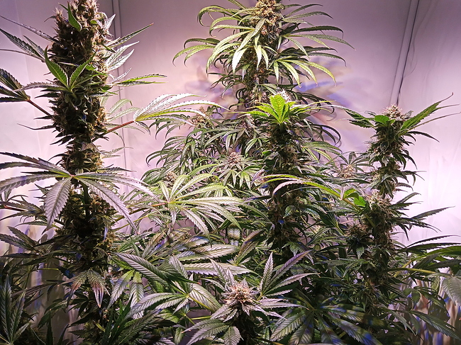 Growreport Bild 11