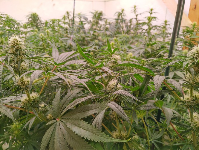 Growreport Bild 10