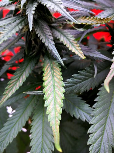 Growreport Bild 3