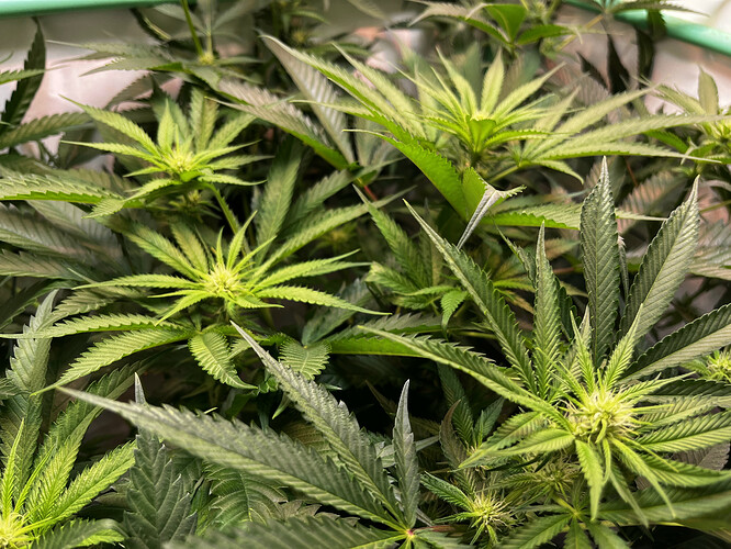Growreport Bild 20