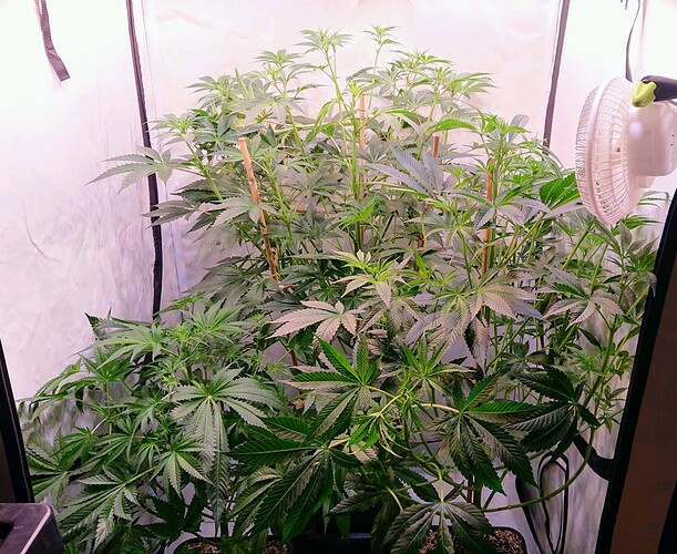 Growreport Bild 4