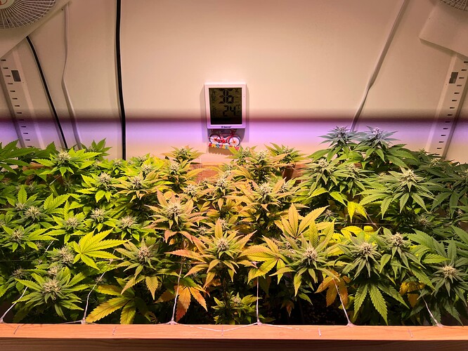 Growreport Bild 1