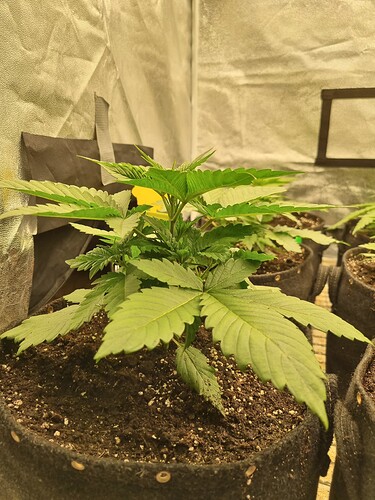 Growreport Bild 44